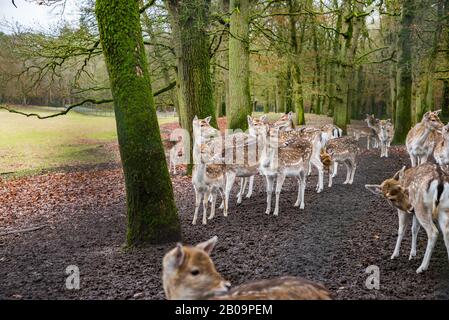 Fewns in Wald in Zeist, Niederlande Stockfoto