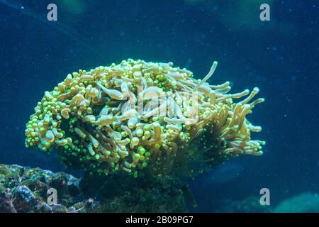 Euphyllia ist eine Gattung großpolypter Stachelkorallen Stockfoto