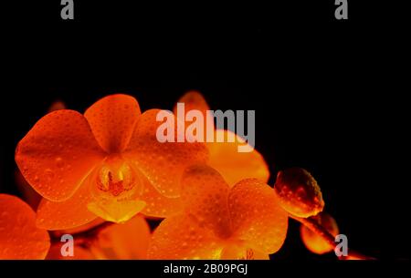 Studio aus der Nähe von rotgelb isoliert leuchtend leuchtenden weißen Orchideenblüten mit Knospen, schwarzem dunklem Hintergrund Stockfoto