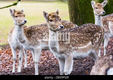 Fewns in Wald in Zeist, Niederlande Stockfoto