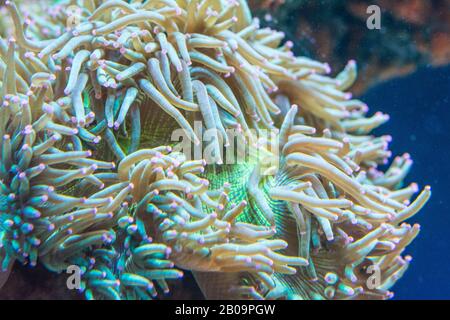 Macrodactyla doreensis, Meeresanemone auf der Natur Stockfoto