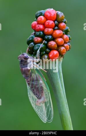 Cicada (Tibicen superba) auf Jack-in-the-Pulpit Samenkopf (Arisaema triphyllum), E USA, von Skip Moody/Dembinsky Photo Assoc Stockfoto