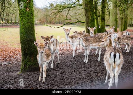 Fewns in Wald in Zeist, Niederlande Stockfoto