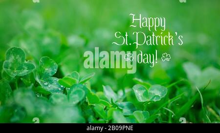 Text Happy Saint Patricks Day glänzend grünes Kleeblattornament. Grüne Kleeblätter mit Tau- oder Regentropfen schließen sich an. Das Konzept von St. Patrick Stockfoto
