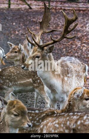 Fewns in Wald in Zeist, Niederlande Stockfoto