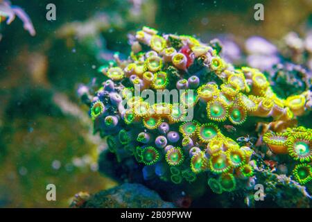 Zoanthus sp. Grün, Rosa, Korallen, Zoanthiden, Zoos, Zoanthid-Polypen, Meer-Matten, Knopfpolypen Stockfoto