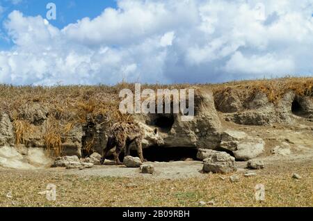 TANSANIA, KRATER NGORONGORO, ENTDECKTE HYÄNE (HYÄNE), DIE MIT JUNG WAREN Stockfoto