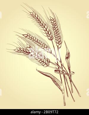 Handgezeichnete Ähren von Weizen mit Körnern, Vektorgrafiken der Backwaren. Weizenschaf Ernte Stock Vektor