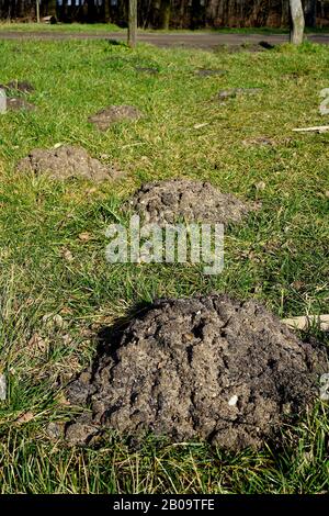 Im Frühjahr viele Molehügel auf dem Gras Stockfoto