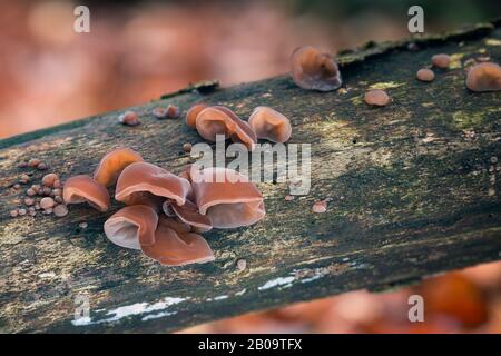 Ein schmackhafter und gesunder Pilz, der an Baumstämmen wächst. Saisonale Delikatesse. Stockfoto