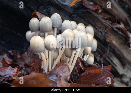 Herbstszene mit einer Gruppe von Pilzen aus Mitteleuropa, Slowakei. Stockfoto