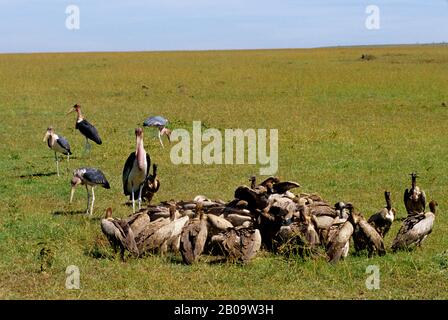 KENIA, MASAI MARA, WEISSE GEIER UND MARABOU STÜRZEN, DIE SICH VON GRANTS GAZELLE ERNÄHREN (GEPARD TÖTEN) Stockfoto