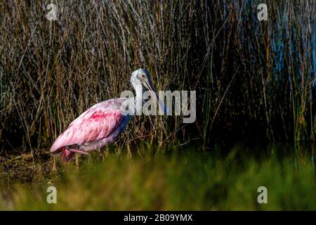 Seitenansicht eines erwachsenen Roseate Spoonbill (Platalea ajaja) in Florida, USA. Stockfoto