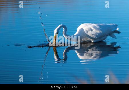 Wasser bedeckt den Schnabel und das Gesicht eines großen Egrets (Ardea alba) und der Watvogel spiegelt sich im Wasser in Florida, USA, wider. Stockfoto