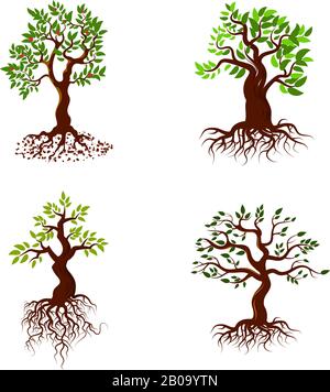 Bäume mit grünen Blättern und Wurzeln Vektor-Baum-Pflanzsammlung. Naturgrüner Baum mit Wurzel und Blatt, Abbildung des grünen Baumsatzes Stock Vektor