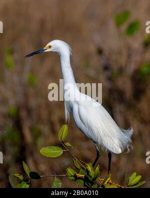 Snowy Egret (Egretta thula) zog auf einen Busch im Merritt Island National Wildlife Refuge, Florida, USA. Stockfoto