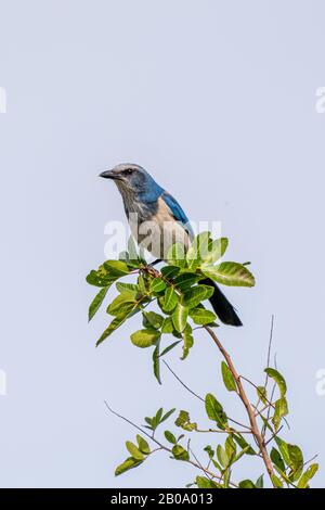 Ein Florida-Scrub-Jay (Aphelocoma coerulescens) percht auf einem Baum im Merritt Island National Wildlife Refuge in Florida, USA. Stockfoto