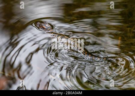 Nahaufnahme eines jungen amerikanischen Alligators (Alligator mississippiensis), der auf dem Wasser schwimmt, in Florida, USA. Stockfoto