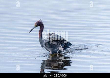 Ein Kleines blaues Heron (Egretta caerulea) weht auf der Suche nach Essen in Florida, USA. Stockfoto