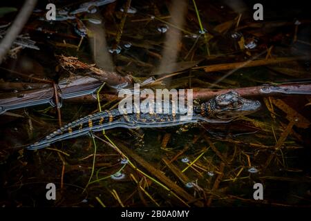 Nahaufnahme eines jungen amerikanischen Alligators (Alligator mississippiensis), der in Florida, USA, im Wasser brütet. Stockfoto