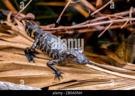 Ein junger amerikanischer Krokodil (Alligator mississippiensis) brütet auf einer getrockneten Palmfronte in Florida, USA. Stockfoto