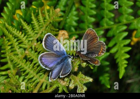 Silberbeschlagene blaue Butterfliegen, 'Plebeius argus'.männlich links, weiblich rechts, Tieflandheideland, Braken im neuen Wald. Hampshire. GROSSBRITANNIEN. Stockfoto