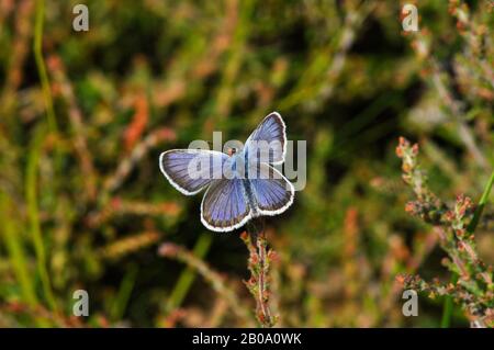 Silberbeschlagene blaue Buttterfly, 'Plebeius argus'.Male, Tieflandheide, Heidekraut, im neuen Wald. Hampshire. GROSSBRITANNIEN. Stockfoto