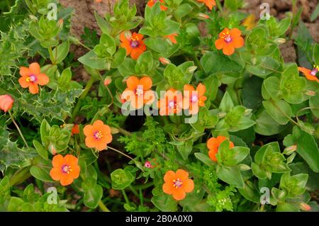 Scarlet Pimpernel, 'Anagallis arvensis', Feldränder, kultiviert, West Penwith, Cornwall, Großbritannien Stockfoto