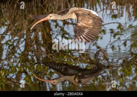 Ein unreifer White Ibis (Eudocimus albus), der im Merritt Island National Wildlife Refuge in Florida, USA, über Wasser fliegt. Stockfoto