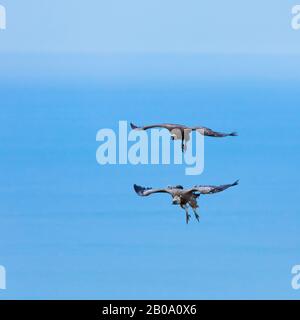 Griffon Vulture, der über das Kantabrische Meer, Liendo, Liendo-Tal, Kantabriensee, Kantabrien, Spanien und Europa fliegt Stockfoto