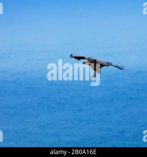 Griffon Vulture, der über das Kantabrische Meer, Liendo, Liendo-Tal, Kantabriensee, Kantabrien, Spanien und Europa fliegt Stockfoto