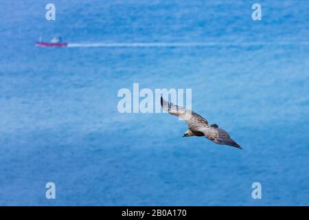 Griffon Vulture, der über das Kantabrische Meer, Liendo, Liendo-Tal, Kantabriensee, Kantabrien, Spanien und Europa fliegt Stockfoto