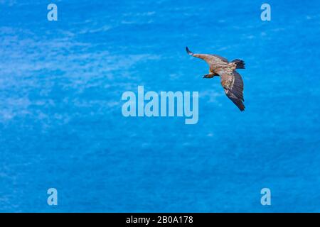 Griffon Vulture, der über das Kantabrische Meer, Liendo, Liendo-Tal, Kantabriensee, Kantabrien, Spanien und Europa fliegt Stockfoto