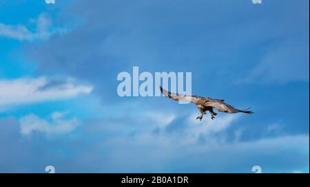 Griffon Vulture, der über das Kantabrische Meer, Liendo, Liendo-Tal, Kantabriensee, Kantabrien, Spanien und Europa fliegt Stockfoto