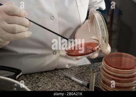 Wissenschaftler experimentieren mit weißen Handschuhen Stockfoto