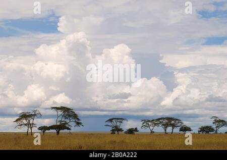 TANSANIA, SERENGETI-NATIONALPARK, GRASLAND MIT BÄUMEN Stockfoto