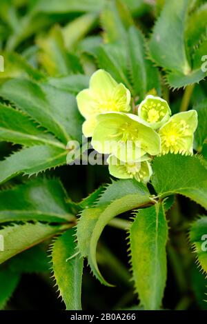 Hellebores mit Grünblüten (Helleborus viridis) blüht im Spätwinter in Sussex, England, Großbritannien Stockfoto