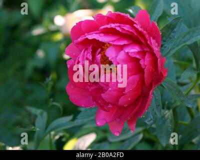Paeonia Himbeere Charme. Rote Pfingstrose. Paeonia lactiflora (Chinesische Pfingstrose oder gemeinsamen Garten päonie). Stockfoto