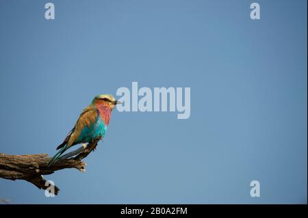 BOTSWANA, OKAVANGO-DELTA, JAO, FLIEDER-GERÖSTETE WALZE (CORACIAS CAUDATAUS) Stockfoto