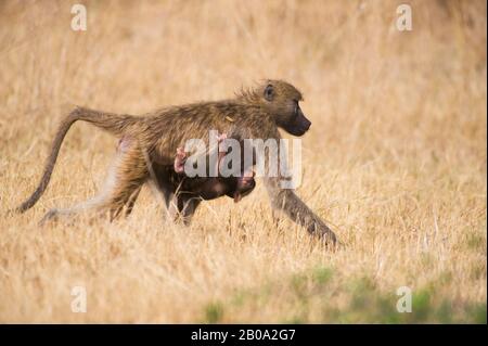 BOTSUANA, OKAVANGO BINNENDELTA, VUMBURA, CHACMA PAVIANE (PAPIO URSINUS), MUTTER MIT BABY Stockfoto