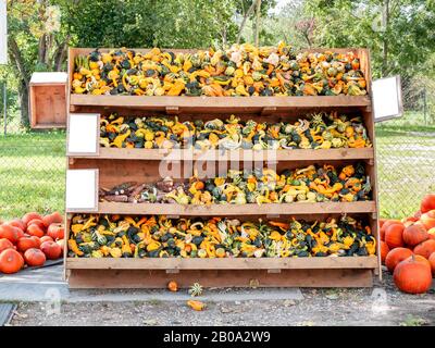 Bild von kleinen Bumkins und farbenfrohem Mais in einem Regal Stockfoto