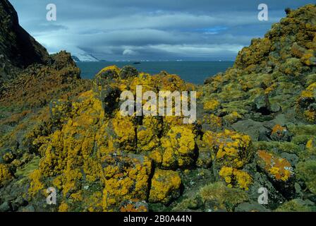 ANTARKTIS, SOUTH SHETLAND ISLANDS, KING GEORGE ISLAND, FLECHTEN UND GRAS, DIE AUF LAVAFELSEN WACHSEN Stockfoto