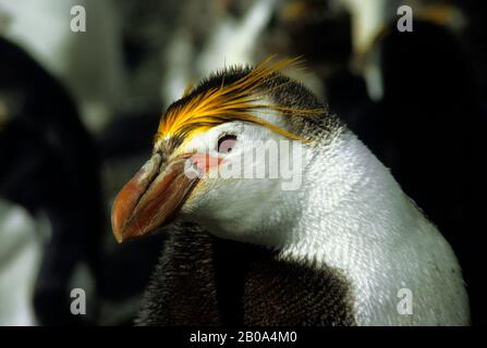 ANTARKTIS, MACQUARIE ISLAND, ROYAL PENGUIN NAHAUFNAHME Stockfoto