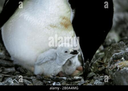 ANTARKTIS, KINNBEINE PENGUIN-KOLONIE AN DER PARADISE BAY Stockfoto