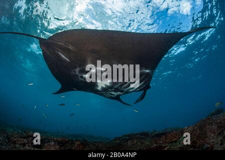 Ein Riffmantarray, Manta alfredi, fährt über die Schalen am Manta Point, Nusa Penida vor Bali, Indonesien. Stockfoto