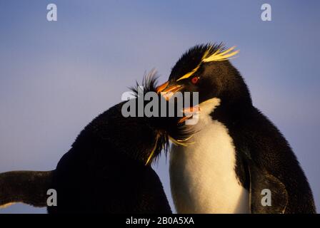 FALKLANDINSELN, NEUE INSEL, ROCKHOPPER PINGUINE PRESENWERDEN EINANDER Stockfoto