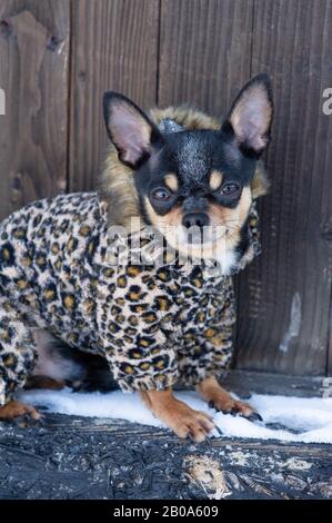 Kleine Hundejacke im Winter kalt. Chihuahua im Winter Stockfoto