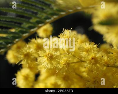 Gelbe Mimosa blüht aus nächster Nähe Stockfoto