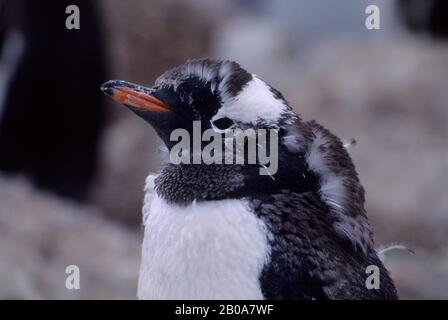 ANTARKTISCHE HALBINSEL, CUVERVILLE ISLAND, GENTOO PENGUIN MOLTING, NAHAUFNAHME Stockfoto