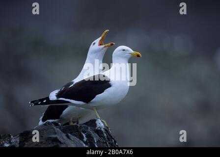 ANTARKTIS, LIVINGSTON-INSEL, HANNAH POINT, KELPMÖWEN Stockfoto